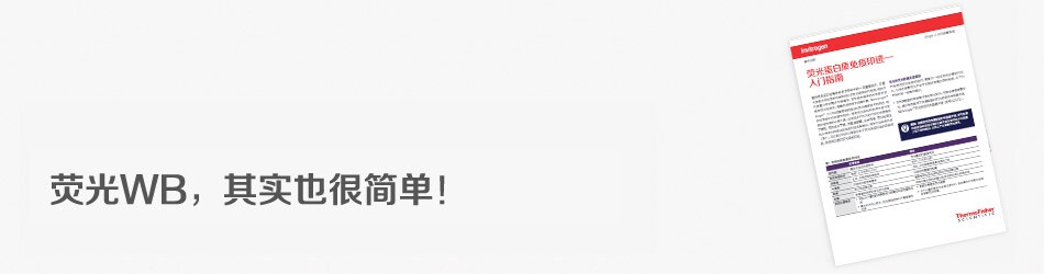 fluorescent-wb-brochure-request-banner-180807 fluorescent-wb-brochure-request-banner-180807