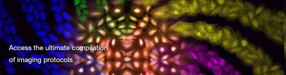 COL116872-950x250 COL116872-950x250