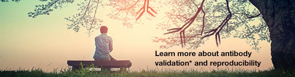 download-antibody-validation-ebook-head-image download-antibody-validation-ebook-head-image