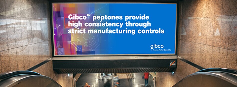gibco-peptones-facts-950x350 gibco-peptones-facts-950x350