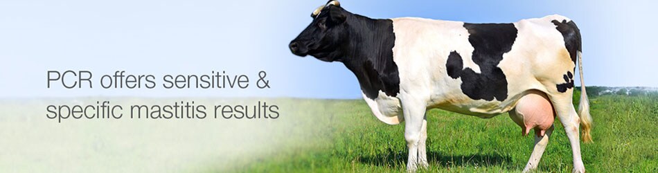pcr-culture-bovine-mastitis-header-image pcr-culture-bovine-mastitis-header-image