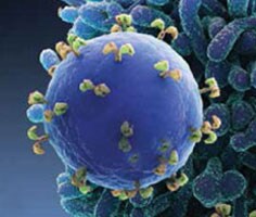 t-cell-236x200 t-cell-236x200