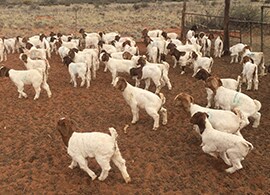 FootandMouthTessting-showcase FootandMouthTessting-showcase