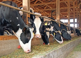 COL18845-Dairy-cattle-diagnostic-solutions COL18845-Dairy-cattle-diagnostic-solutions