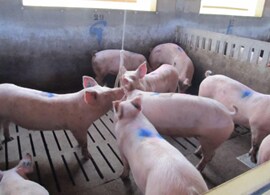 oral-fluid-pig-small oral-fluid-pig-small