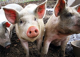 newShowcase-Porcine-270x195 newShowcase-Porcine-270x195