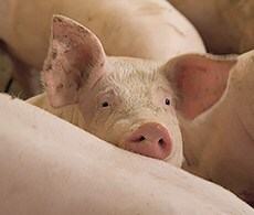 230x195-prionics-pig 230x195-prionics-pig