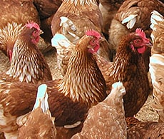 vetMax-gold-230x195 vetMax-gold-230x195