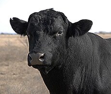 showcase-trich-230x195 showcase-trich-230x195