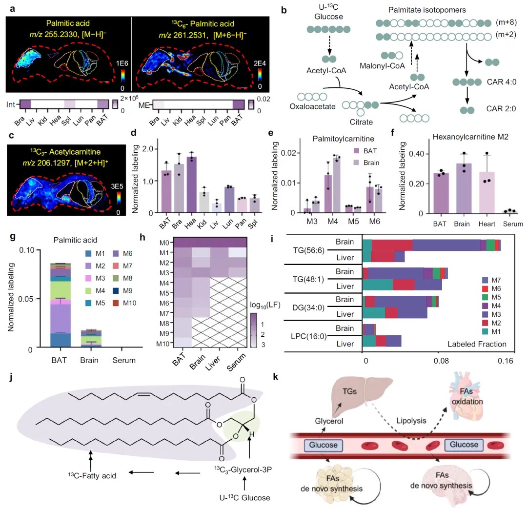 解析器官间的代谢通讯 解析器官间的代谢通讯