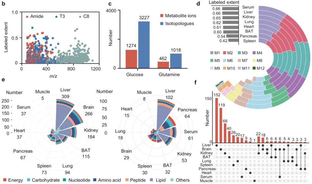 体内同位素标记实验 体内同位素标记实验