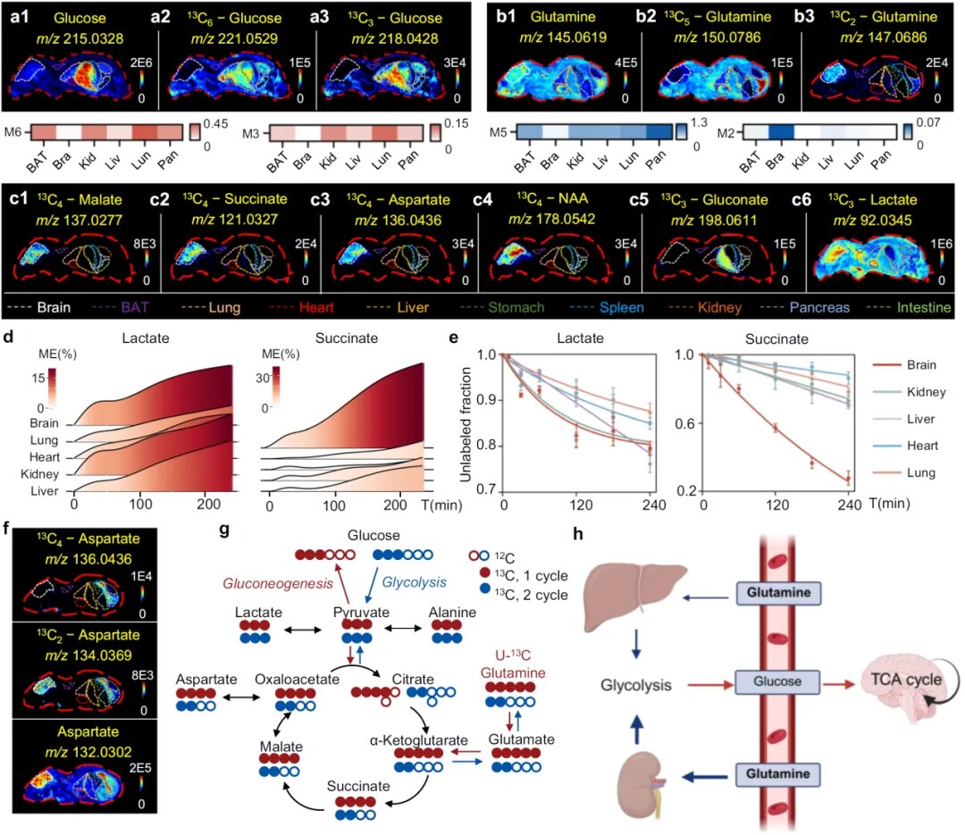 使用MSITracer表征器官特异性代谢活性 使用MSITracer表征器官特异性代谢活性
