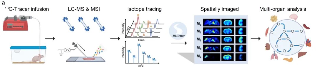 AFADESI-Orbitrap质谱成像结合同位素示踪法研究框架 AFADESI-Orbitrap质谱成像结合同位素示踪法研究框架