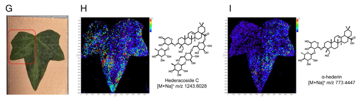 G-I 活性导向纯化与蛋白组学鉴定 HhGH1 G-I 活性导向纯化与蛋白组学鉴定 HhGH1