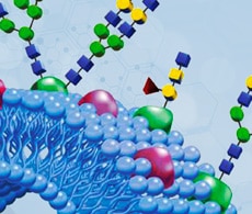 卓越的表征、纯化和分离 卓越的表征、纯化和分离