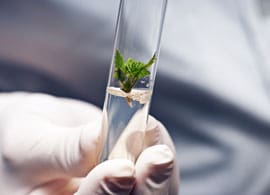 A close up of a explant in media being held by a lab technician A close up of a explant in media being held by a lab technician