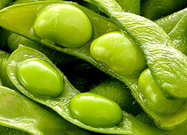 GMO PCR Testing GMO PCR Testing