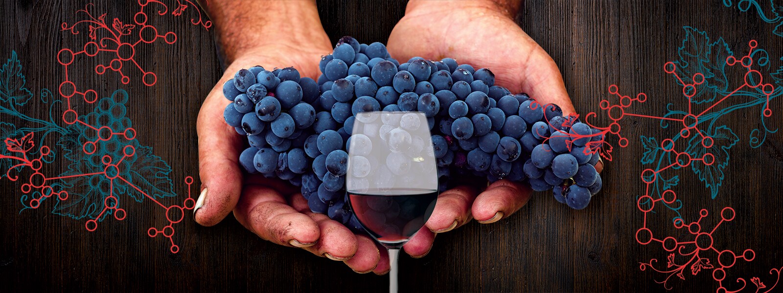 wine-feature wine-feature