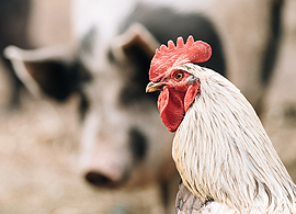 Impact of Salmonella on the global meat and poultry supply chain Impact of Salmonella on the global meat and poultry supply chain