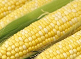 用于内部分析开发的主混合物 用于内部分析开发的主混合物