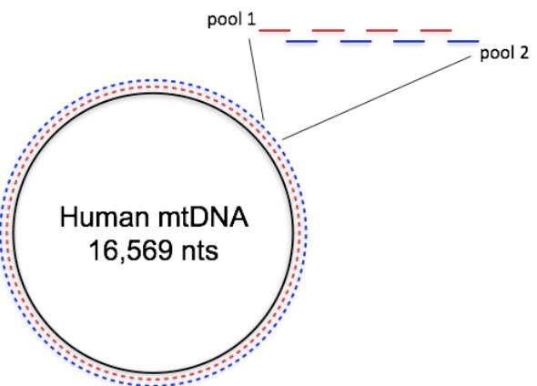 human-mtdna-362-2.jpg human-mtdna-362-2.jpg