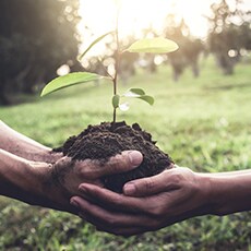 Planting a tree Planting a tree