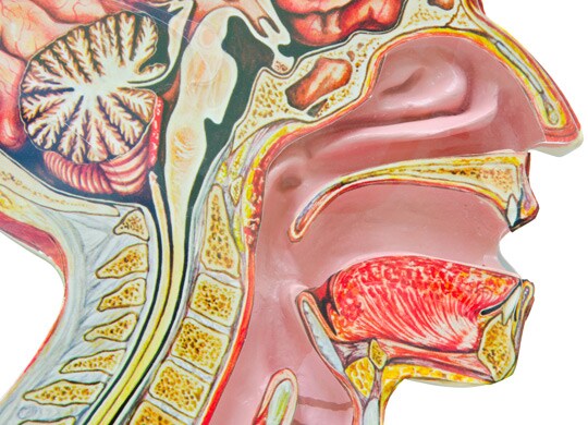 Energy metabolism: a study of anionic polar metabolites in oral cancer Energy metabolism: a study of anionic polar metabolites in oral cancer