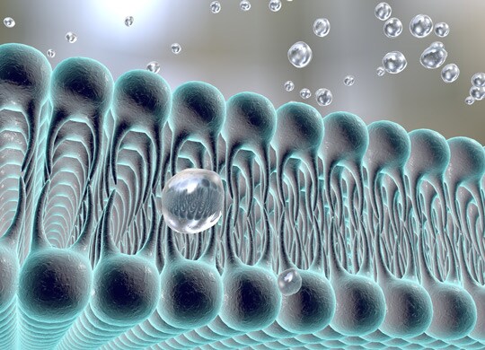 Lipid metabolism – lipidomics and cancer Lipid metabolism – lipidomics and cancer
