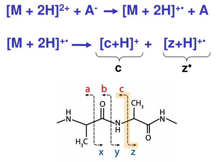Figure 3. ETD transfers electrons to higher charge state cationic molecules, inducing fragmentation along peptide amide bonds. Figure 3. ETD transfers electrons to higher charge state cationic molecules, inducing fragmentation along peptide amide bonds.