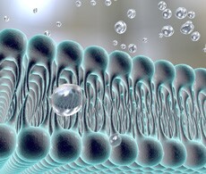 全面的脂质组学解决方案 全面的脂质组学解决方案