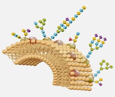 Protein Glycosylation Protein Glycosylation