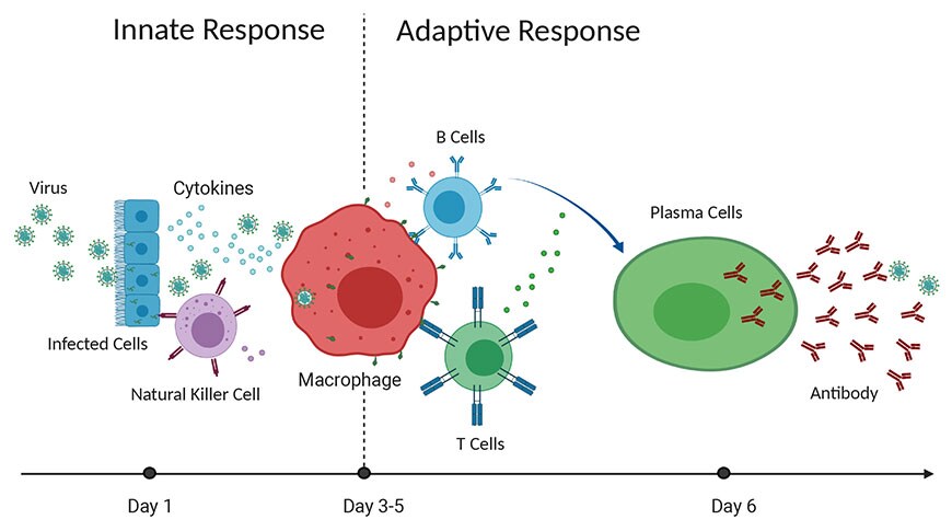 Lifecyle of the host immune system Lifecyle of the host immune system