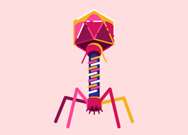 A Renaissance in Phage Therapy? A Renaissance in Phage Therapy?