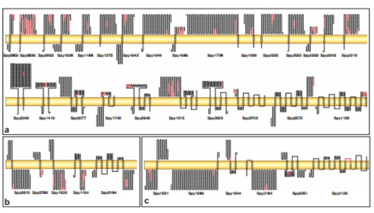 疫苗筛选 疫苗筛选