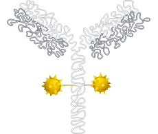 抗体药物偶联物 (ADC) 抗体药物偶联物 (ADC)