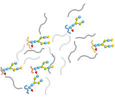 糖肽工作流程 糖肽工作流程