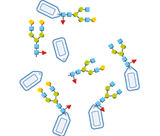 标记聚糖工作流程 标记聚糖工作流程