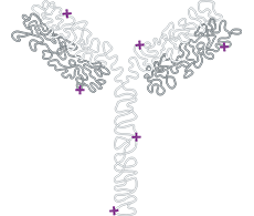 Charge Variant Analysis Charge Variant Analysis