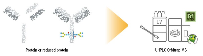 Intact mass analysis workflow Intact mass analysis workflow