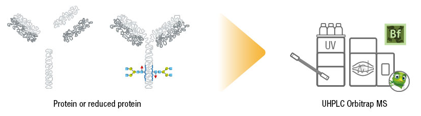 Intact mass analysis workflow Intact mass analysis workflow