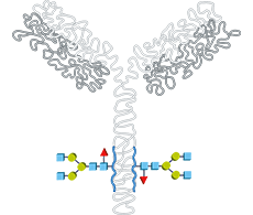 Intact Mass Analysis Intact Mass Analysis