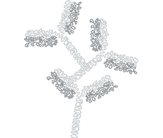 Protein Aggregate Analysis Protein Aggregate Analysis