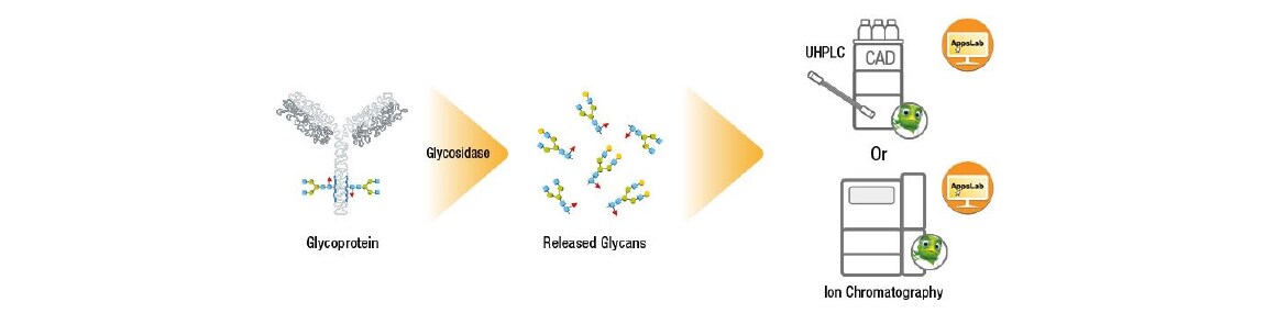 Release glycan monitoring Release glycan monitoring