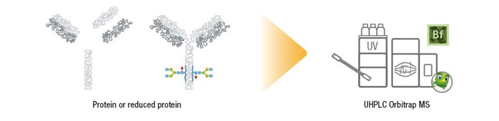 Intact Glycoform Analysis Intact Glycoform Analysis
