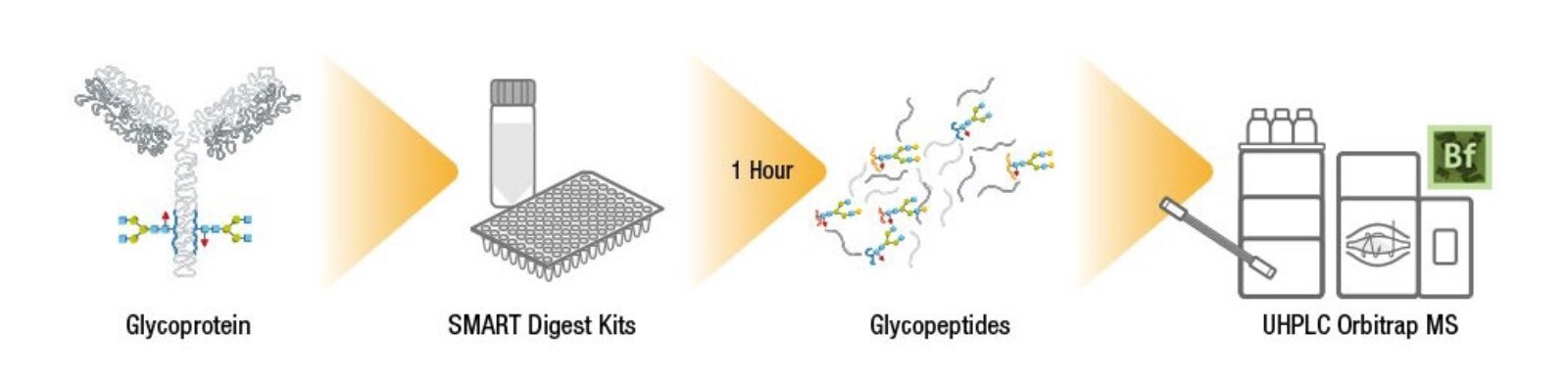 Glycopeptide Workflow Glycopeptide Workflow