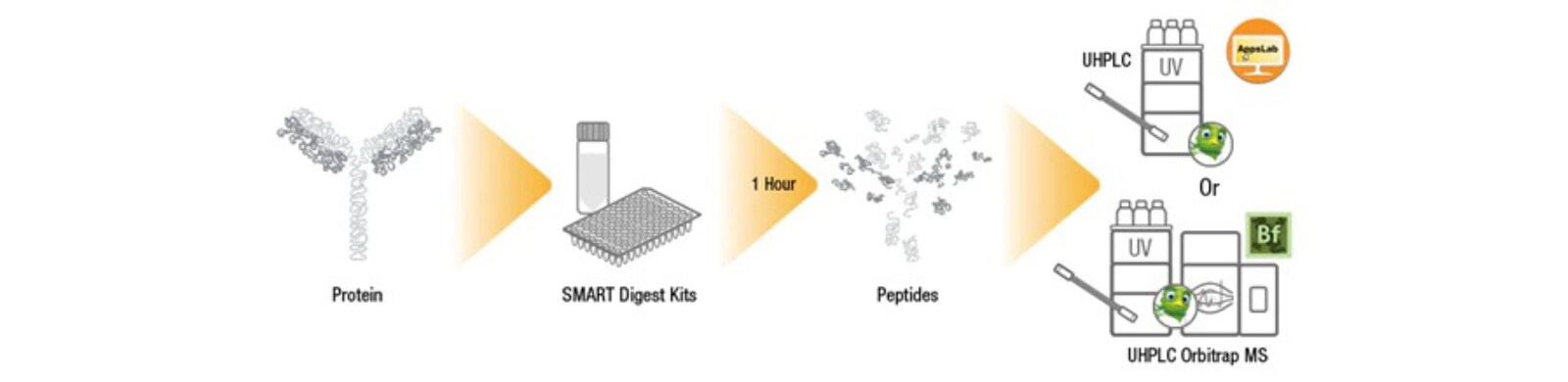 Peptide Mapping Peptide Mapping