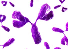 protein-drug-charge-isomers-1 protein-drug-charge-isomers-1