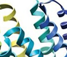 G 蛋白偶联受体 G 蛋白偶联受体