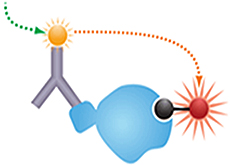 Eu Kinase Binding Assay Eu Kinase Binding Assay