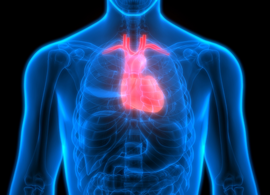 Cardiovascular disease research Cardiovascular Disease Research Kinases